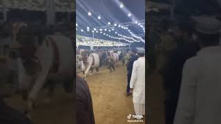 Eid Qurbani Best Tik Tok1