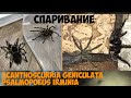 Спаривание пауков-птицеедов. Psalmopoeus irminia и Acanthoscurria geniculata