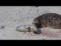 Seal giving birth