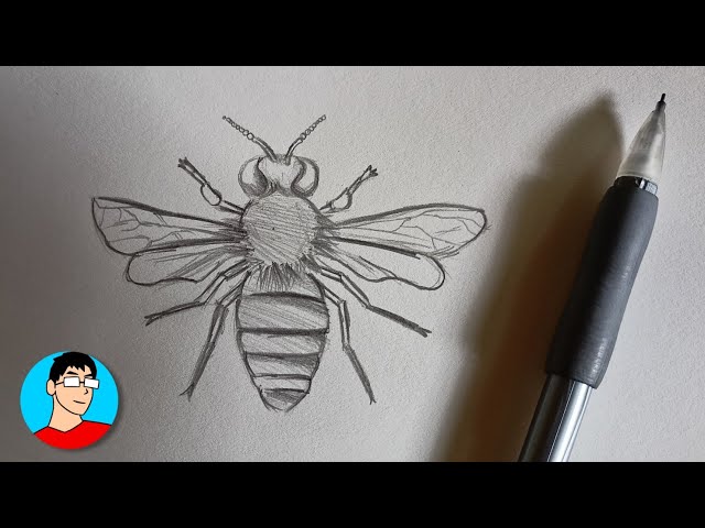 Honey Bee drawn in pencil  rdrawing