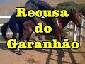 Recusa do Garanhão Turbante JO - Stallion with feeling - www.horsetv.com.br
