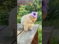 Share &amp; Subscribe ❤️ #foryou #dog #funnyanimals #animals #viral #funnyvideo #trendingshorts #shorts