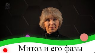 Митоз и его фазы. 9 класс.