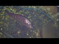 7 inch Knife fish in aquarium