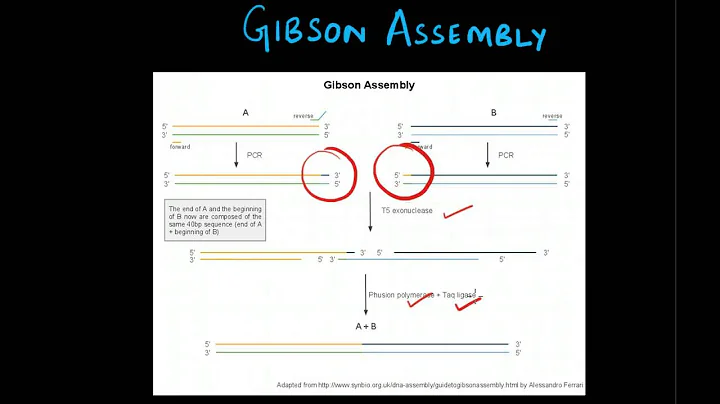 Gibson Assembly