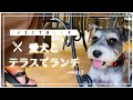 【ペット同伴】カフェレストランでランチ【愛犬と一緒に】