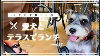 【ペット同伴】カフェレストランでランチ【愛犬と一緒に】