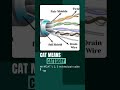 3 Types of Network Cables You MUST Know! 🤯 UTP vs Fiber | @nabin_tek | #shorts