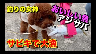 初心者でも簡単に釣れる！堤防からのサビキ釣りが楽しい（後編）【トイプードルのサラ】