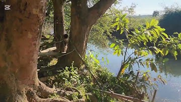 Mu yuav qaib lo ua peb caug