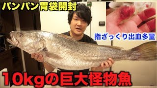 大事故10kgの巨大怪物魚さばいたらハプニングの連続だった件・・・