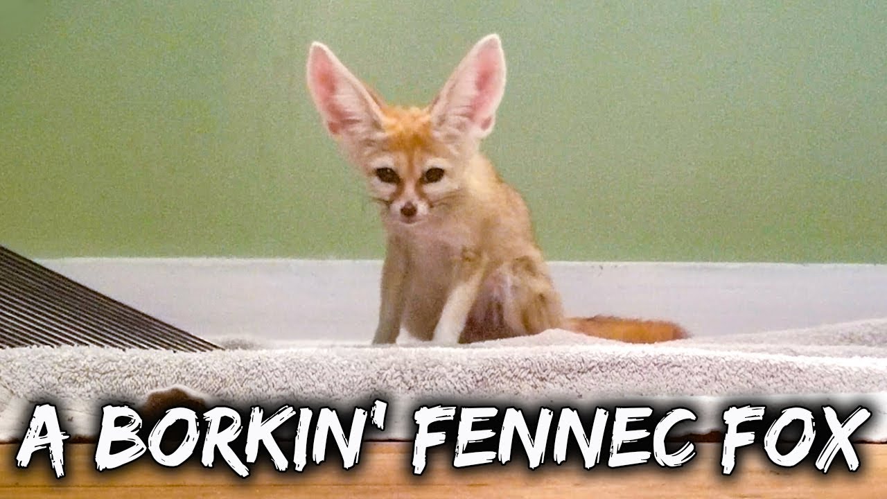 skydive chicago Fennec Fox Barking Like a Dog