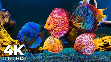 Ultimate Ultra HD Fish aquarium screensaver 4K with 2 hour Relaxing Sleep Meditation Music