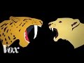 Saber Tooth Cat Study Questions