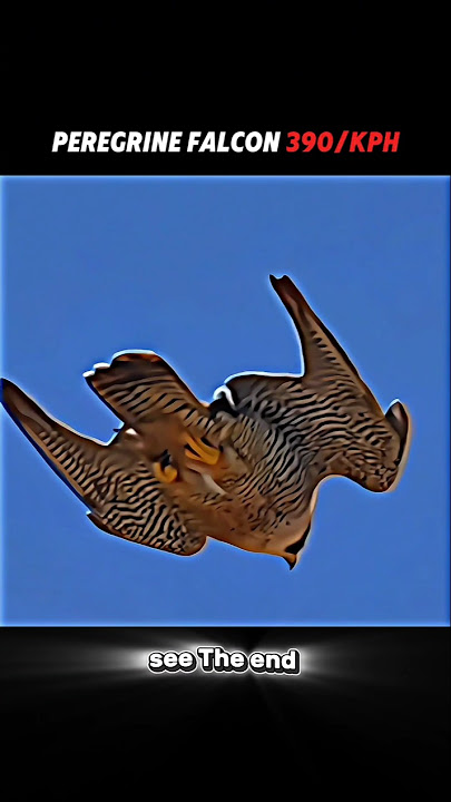 peregrine falcon vs Rock pigeon🥶 #animals#wildlife#peregrainfalcon#pigeon#shorts#viralshorts