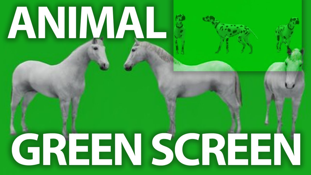 Animal DOG green screen  walk realistic 3D Animal rendering isolated green screen 4k