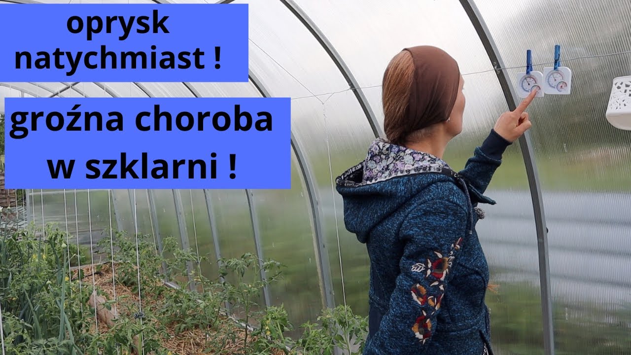 Ogniska brunatnej plamistości pomidora - objawy, przyczyny, zapobieganie.