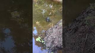 BEAVER DONE GOT GOT!! #fishing #wildanimals #wildlife #lake #outdoors #nature #mississippi #shorts