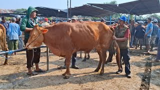 TERPLESET TIDAK BISA BANGUN‼️UPDATE HARGA SAPI BABON || PASAR SAPI GUYANGAN NGANJUK ||