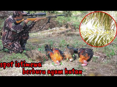 Video: Berburu Ayam
