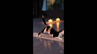 🧘‍♀️ Zen Cat Yoga 🐱 | The Purrfect Stretch