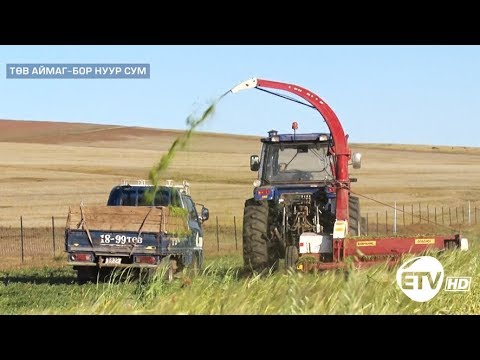 Видео: Нимбэгний өвс тариалах зөвлөмжүүд