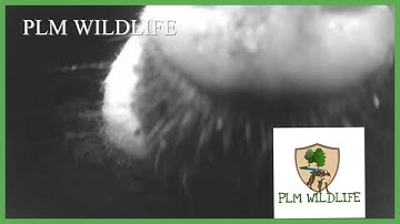 BADGER SNIFFING THE WILDLIFE CAMERA [ PLM WILDLIFE ]