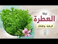 نبتة العطرة فوائد العطرة زراعة نبات العطر