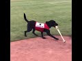 “Dude acts like he’s never seen a dog before”