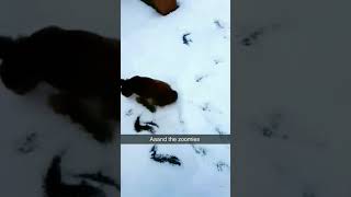 Our Kokoni puppy has never seen snow before!