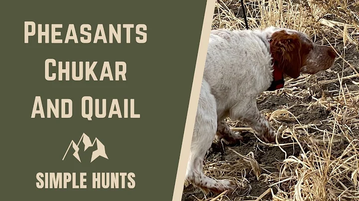 Pheasants Chukar and Quail | Colorado upland game hunt at Rocky Mountain Roosters