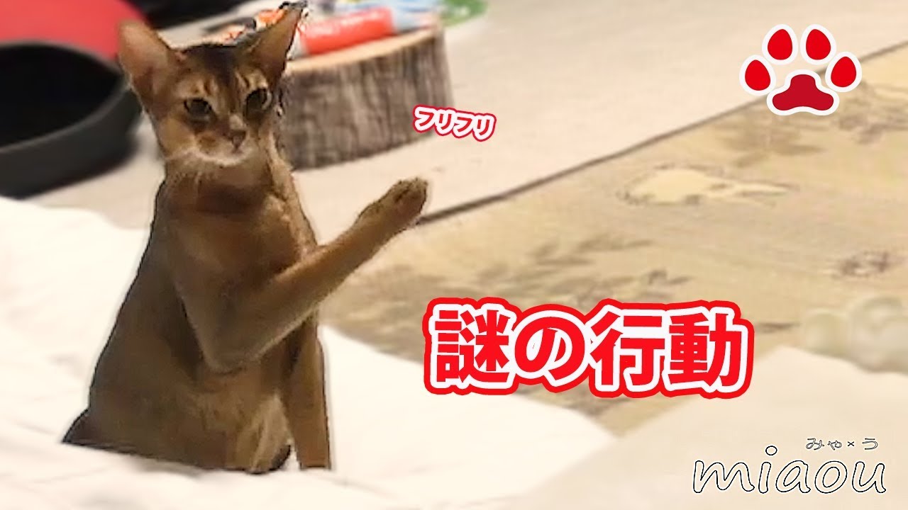 猫ダンス 謎の動きをする猫 Broken Cats Funny Movement Cat Mer Youtube