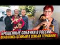 Как доехали Мила и Барни в Германию к Хозяевам.