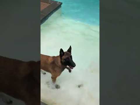 dog trainer in delhi GSD and Malinois swimming | Swimming dogs together