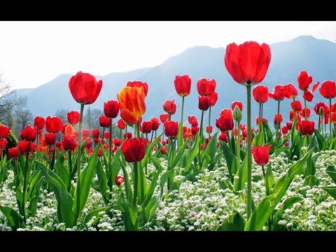 Video: Hướng Dẫn Tưới Nước Cho Hoa Tulip - Tìm Hiểu Về Nhu Cầu Tưới Nước Cho Hoa Tulip