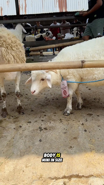 Look how cute this little sheep’s is 🥰 #sheepsounds #sheepvideos