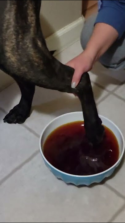 Easy Way to Soak Dog Feet for Bacteria Infections with Iodine