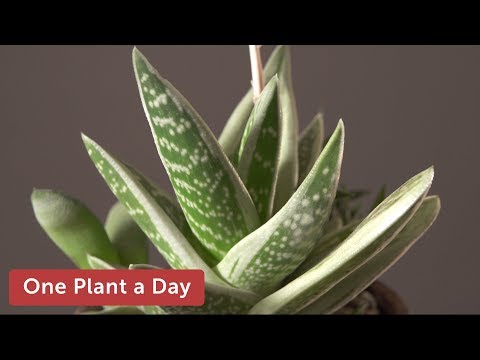 Video: Wat is Gasteraloe - Gids tot Gasteraloe-groeivereistes en -versorging