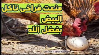 ازاى تمنع الفراخ البياضه من اكل البيض حل مشكلة اكل ابيض عند الدجاج