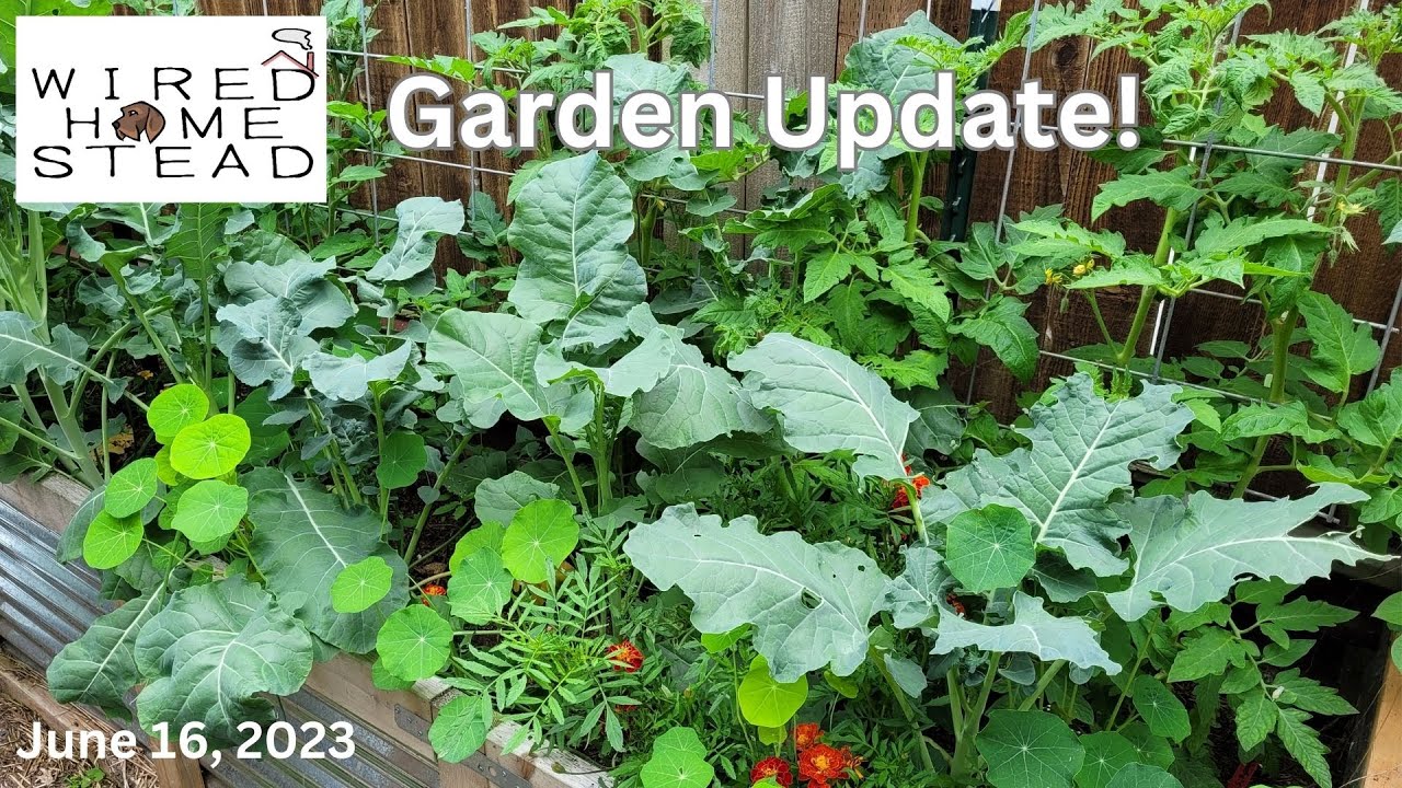 Growing Your Own Food | Garden Update | Almost Everything is Planted ...