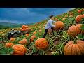 Harvesting 250+ Kg Of Giant Pumpkins On A Wild Mountain Field And Taking Care Of Animals At Home