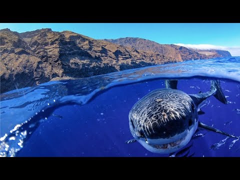 GoPro Hero8  Great White Shark Cage Diving     MicBergsma GoPro Hero8  Great White Shark Cage Diving     MicBergsma