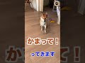 かまちょな保護犬柴犬ムーラン #shorts #柴犬