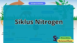 Siklus Nitrogen