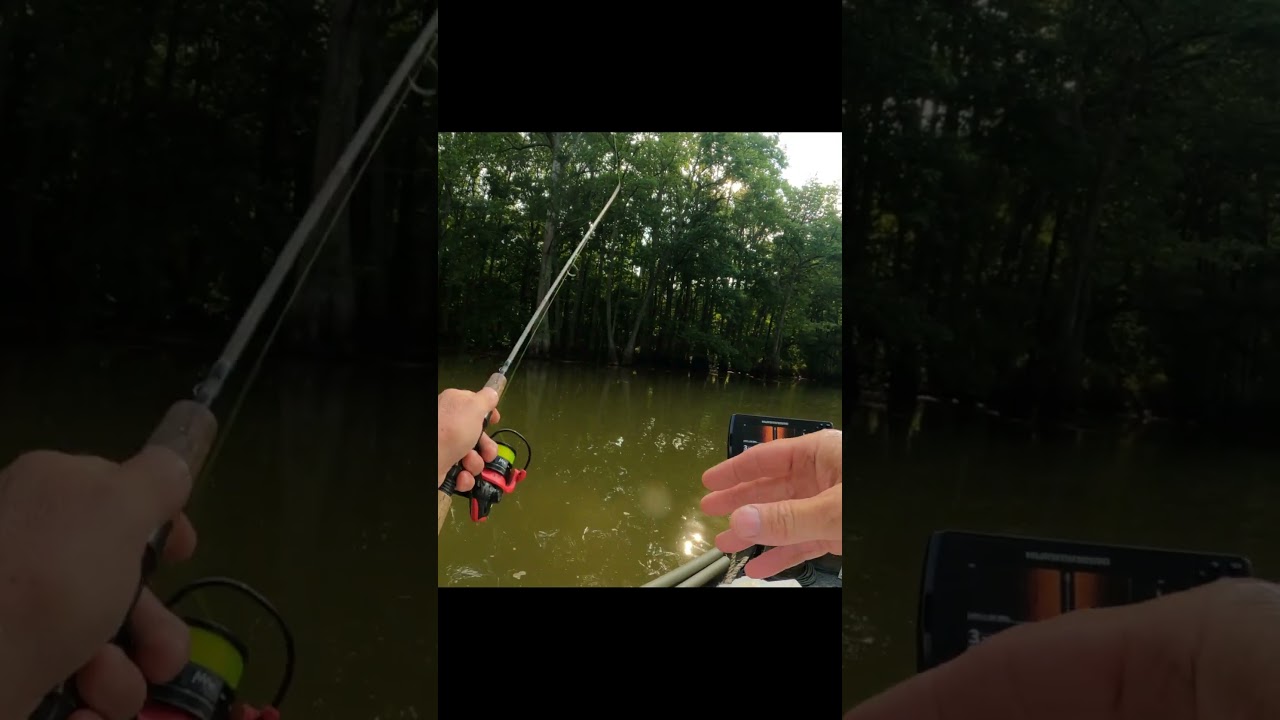 Catch a crappie with a beetle spin and live minnow 