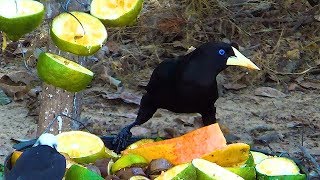 Crested Oropendola Psarocolius De, Japu, Japu-Preto, Fura-Banana, Japuguaçu.