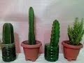 Presentando 4 Tipos de Cactus