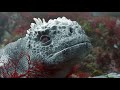 Robotic Iguana Jumps In At The Deep End!