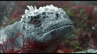 Robotic Iguana Jumps In At The Deep End! by John Downer Productions 24,653 views 1 month ago 3 minutes, 44 seconds