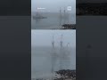 Mayflower II appears through the fog in Cape Cod Canal #wbz #shorts #capecod #mayflower